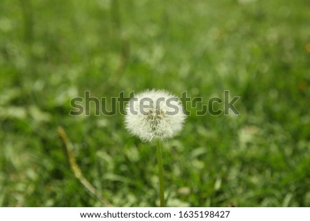 Close-up view of dandelion on grass with place for the text . Dandelion fluff on green grass background. Dandelion on a background of green grass. Beautiful blurred bokeh . 