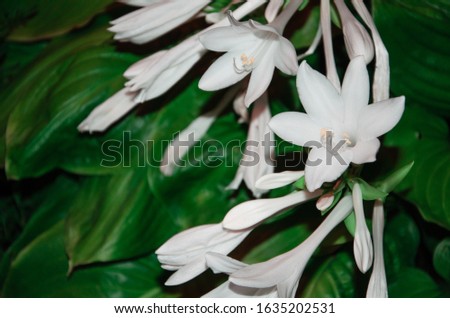 Blooming background of white lilies on dark green background of leaves