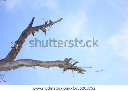 Tree on a background of  blue sky with  clouds 