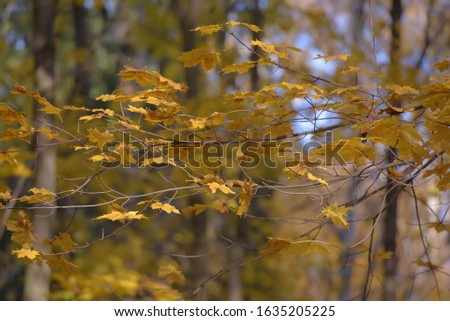 autumn yellow maple leaves on a tree branch