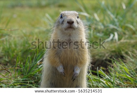  close-up portrait of a cute ground squirrel in the green field                              