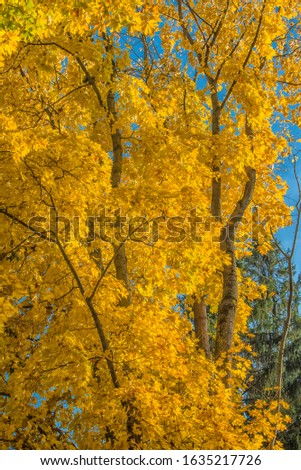 autumn yellow birch leaves on a tree branch