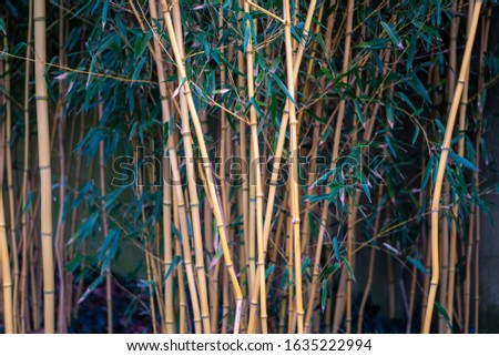 Yellow Bamboo - Wisley Gardens, Surrey