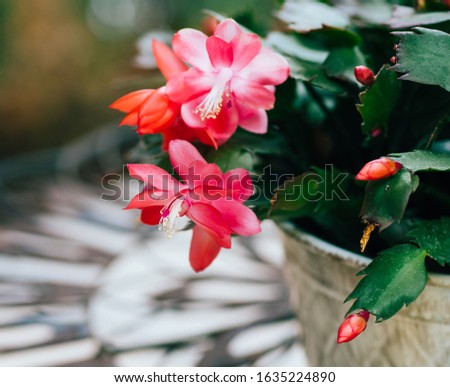 Blossom of  flower in a pot Royalty-Free Stock Photo #1635224890
