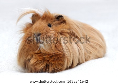 Long hair guinea pig on white background, Ginger peruvian cavy breed Royalty-Free Stock Photo #1635241642