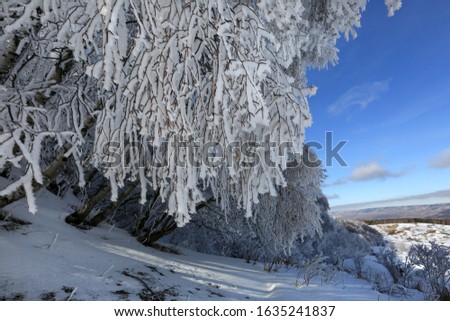 Tree branches in the snow, snowy winter forest and blue sky