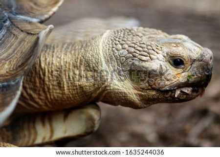 Close up of an old tortoise's head