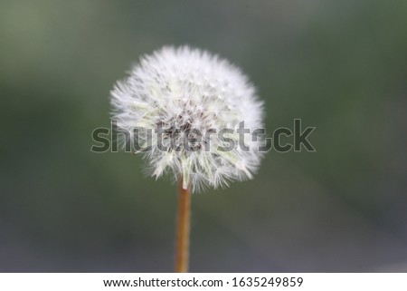 This picture is shooting in Tbilisi Georgia, In botanical garden.
This is a dandelion  