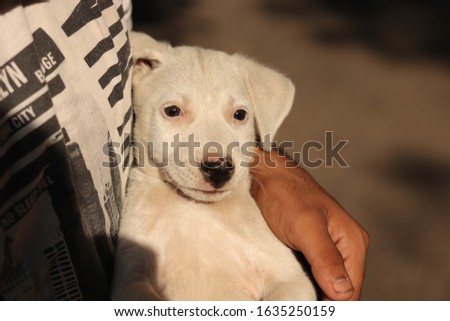 cute little puppy resting in arms.