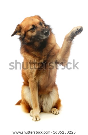 Studio shot of an adorable mixed breed dog sitting and lifting his front leg
