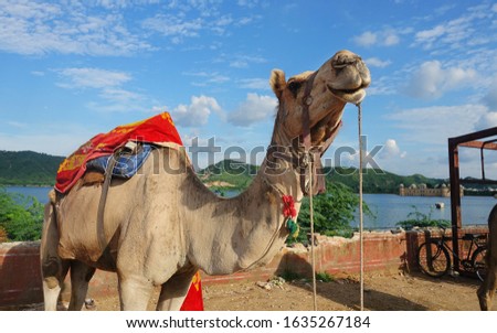 Camel stands in Jaipur at Man Sagar Lake