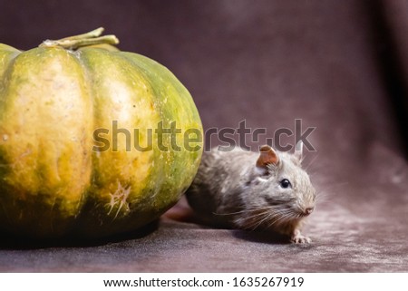 Degu squirrel near green pumpkin, halloween picture, new rat year