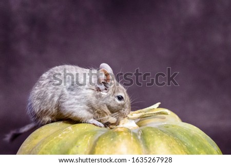 Degu squirrel near green pumpkin, halloween picture, new rat year