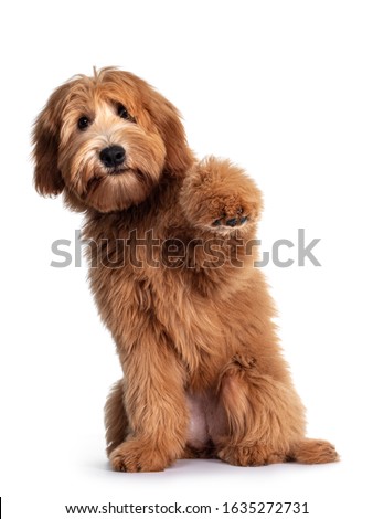 Cute red / abricot Australian Cobberdog / Labradoodle dog pup, sitting up with one paw high in air. Mouth closed. Isolated on white background.