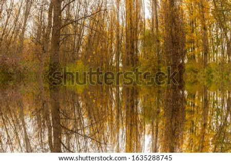 Reflections in the water of some forest trees in autumn, Spain