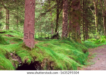 northern forest with green moss in Norway