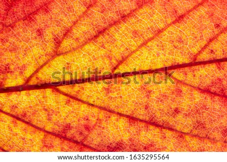 Macro image of a leaf showing the amazing details in leaves and also the amazing colors found in them also