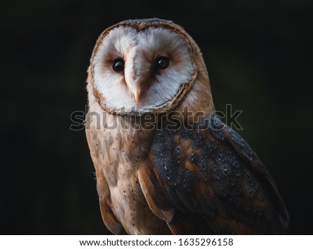 Barn owl (Tyto alba) sitting on a wooden fence. Dark background. Barn owl portrait. Owl sitting on fence. Owl on fence.