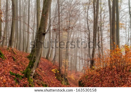 Amazing Fall Forrest. Lovely Nature Picture of an European Forest in Autumn Bavaria, Germany. Spooky and Creepy Atmosphere.