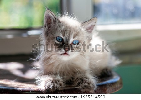 gray fluffy kitten on a black background is played jumping and biting. Favorite pet sits on the litter. Feline shelter.