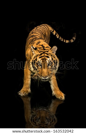 tiger walking black background