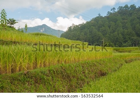 Rice field on steps in Chiang-mai, Thailand.