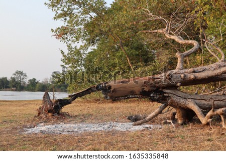 The remains of a tree that had been touched by humans,wlidefire