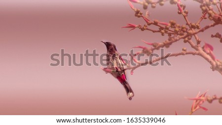 Beautiful bird portrait picture with background blurred