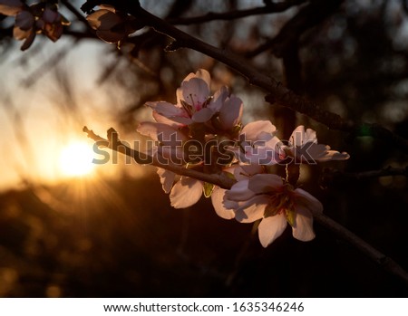 Almond blossoms at sunset in the park