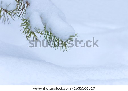 Winter natural background with pine branches in the frost.  Branch of fir tree covered with snow, closeup. sharp frosts. fabulous light and colorful picture.