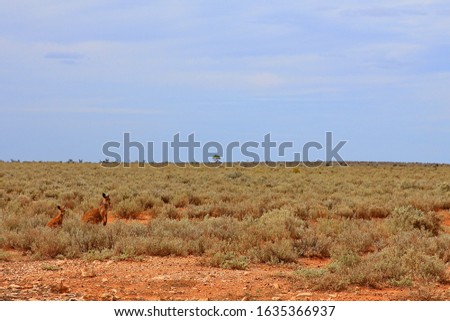 Dry desert plain and kangaroos in Australia