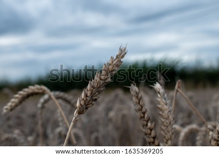 close up pictures of corn / maize crops showing the fine detail of the seeds