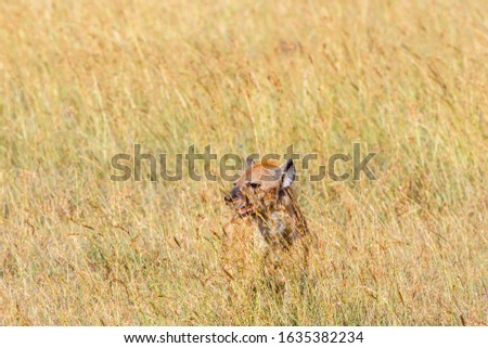 Hyena looking up from the tall grass on the savannah