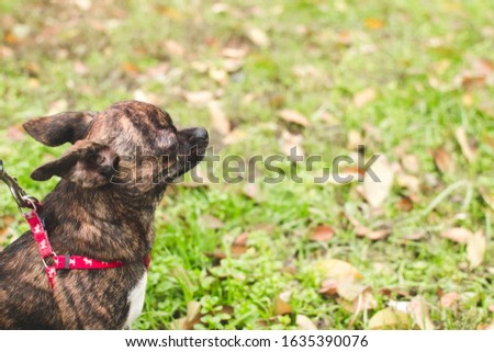 Beautiful small tiger Chihuahua sitting sideways and looking forward. Copyspace. Brown and black smooth fur dog in red leash sitting on green grass. Home animal outside. Pets friendly and care concept