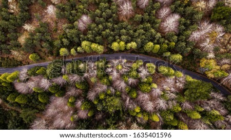 Drone aerial top view of green pine trees in green forest and mountain road in Madeira Island, Portugal.
