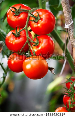 Beautiful red ripe tomato in organic greenhouse