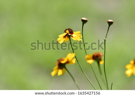 Yellow wildflowers in green grass