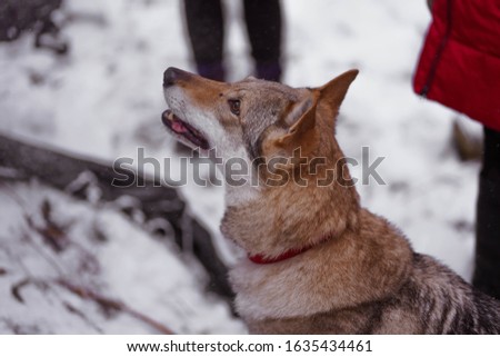 gray wolf walks on white snow