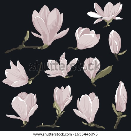 Vector flowers clip art of magnolia set. Floral pink images on a black background. Decorative design elements. Natural style elements