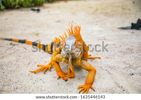 A large orange iguana living in Costa Rica. blur, Soft focus, selective focus. 