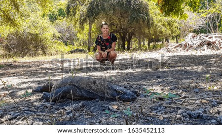A woman posing with gigantic, venomous Komodo Dragon, resting after the meal in Komodo National Park, Flores, Indonesia. Dangerous animal in natural habitat. Touristic attraction