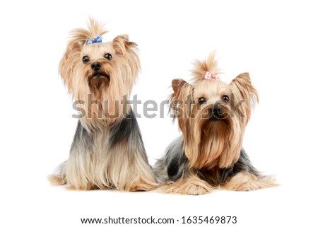 Studio shot of two adorable Yorkshire Terriers sitting on white background