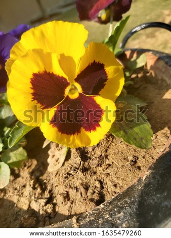 Winter Pansies – Early planting means more flowers