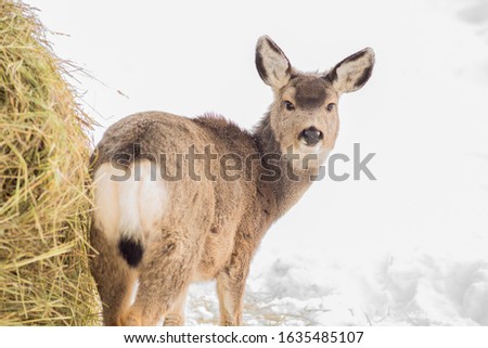 Mule deer fawn by the hay in winter weather.