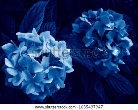 Hydrangea macrophylla is a beautiful bush of pink and white hydrangea macrophylla flowers that bloom in the garden in summer. Blue Creative Tinting. Trend color classic blue. Color of 2020. 