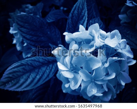 Hydrangea macrophylla is a beautiful bush of pink and white hydrangea macrophylla flowers that bloom in the garden in summer. Blue Creative Tinting. Trend color classic blue. Main trend of the year.