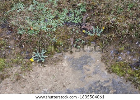 Hypericum cerastoides - Wild plant shot in spring