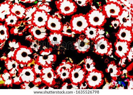 Daisies with white and red petals with posterized colors