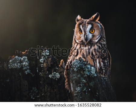 Long-eared owl (Asio otus) sitting on dry tree. Beautiful owl with orange eyes portrait. Dark background. Long-eared owl in dark forest.