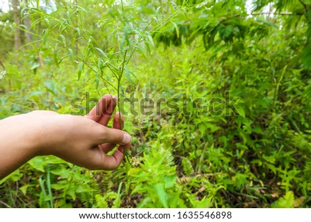 A hand holding a green herb. The background is all overgrown with lush green plants. Searching for natural ingredients in the nature. Using natural resources. The plant has long roots.